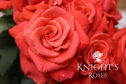 Happy Anniversary - Image 3