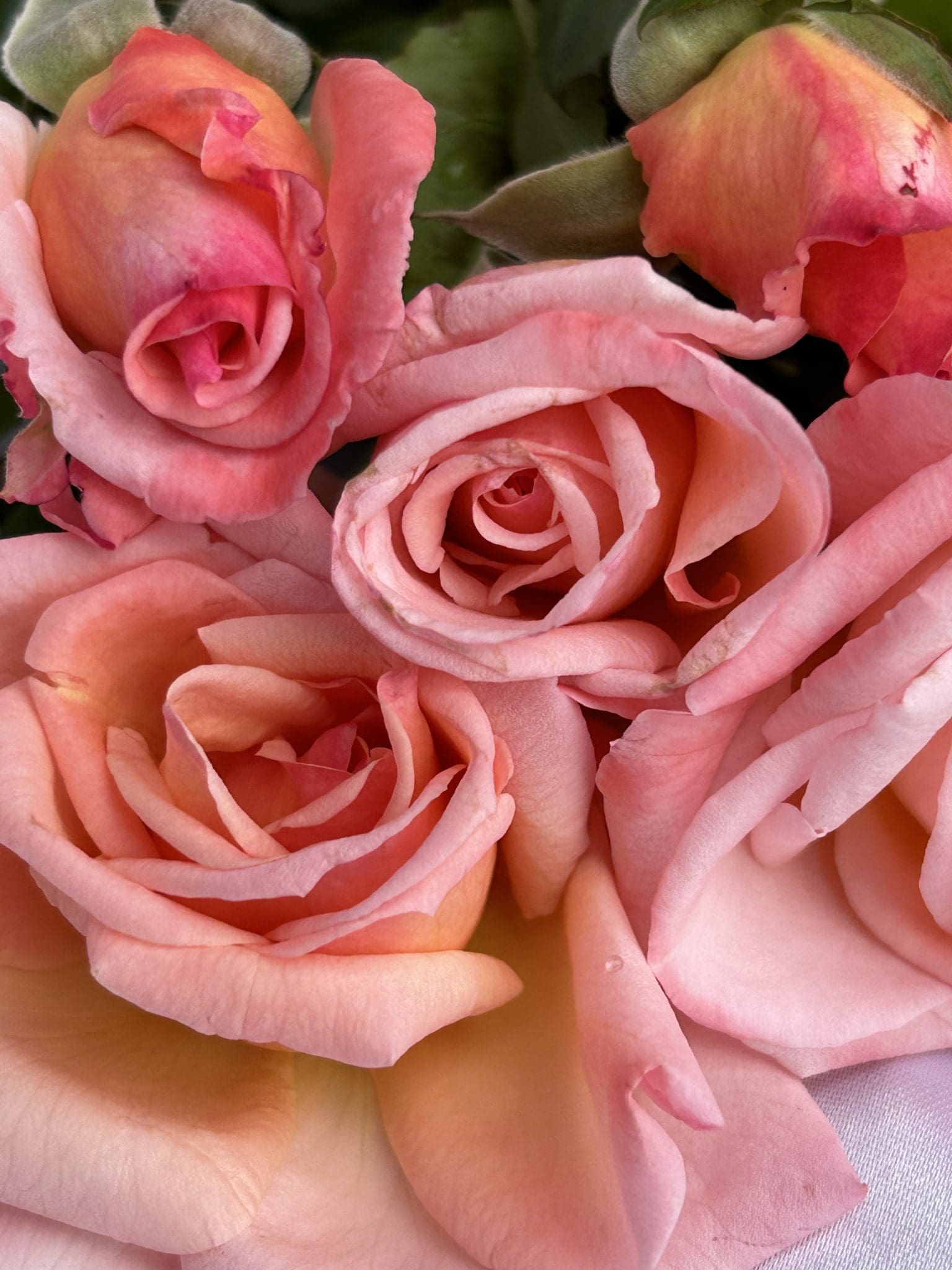 Cheweyeup Roses Let's Celebrate - BUY THIS ROSE ONLINE - Knight's Roses Australia
