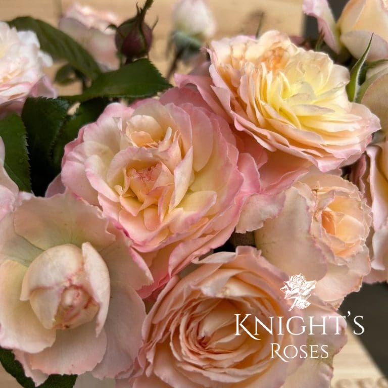 Aus Roses Australian Beauty - BUY THIS ROSE ONLINE - Knight's Roses Australia