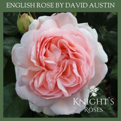 Ambridge Rose