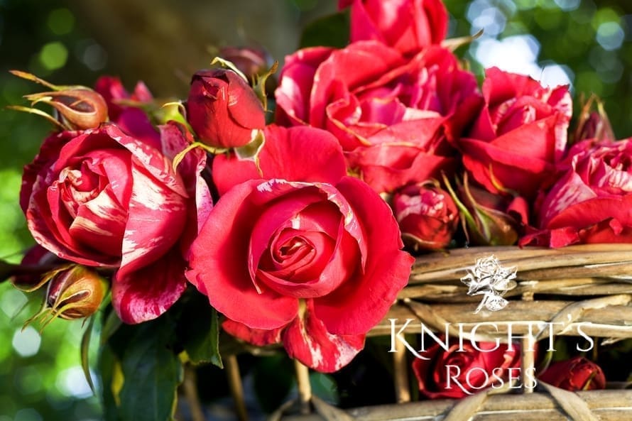 Matisse Roses Henri Matisse - BUY THIS ROSE ONLINE - Knight's Roses Australia