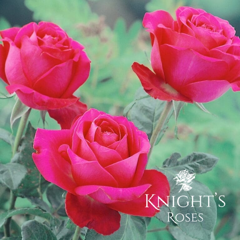 Smooth Prince - BUY THIS ROSE ONLINE - Knight's Roses Australia