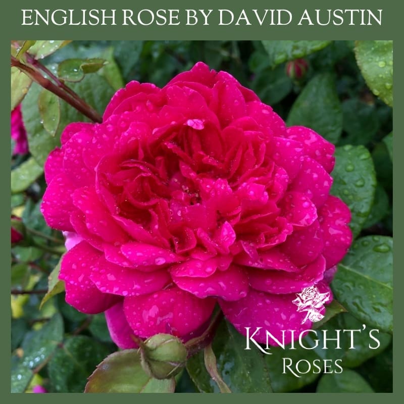 Sophy's Rose - Image 2