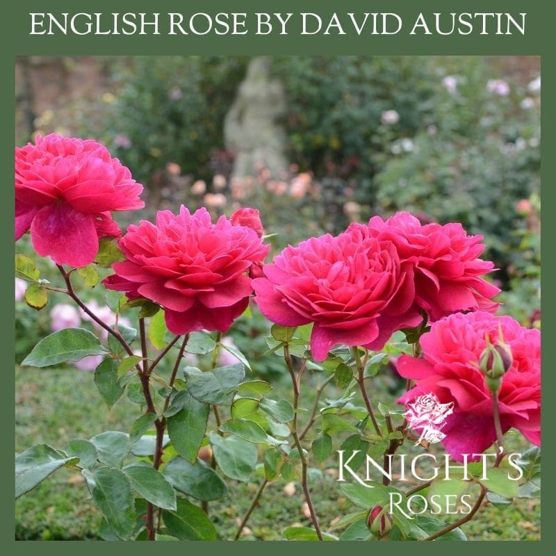 Sophy's Rose - Image 4