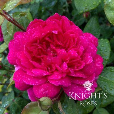 Sophy's Rose