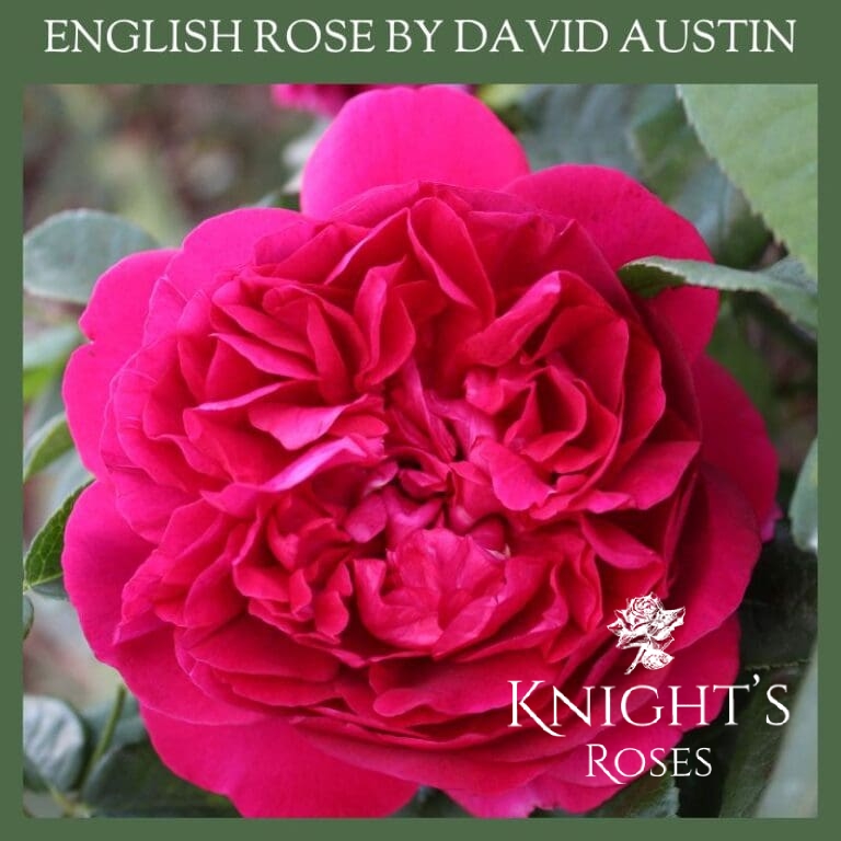 Lady Blake Roses The Dark Lady - BUY THIS ROSE ONLINE - Knight's Roses Australia