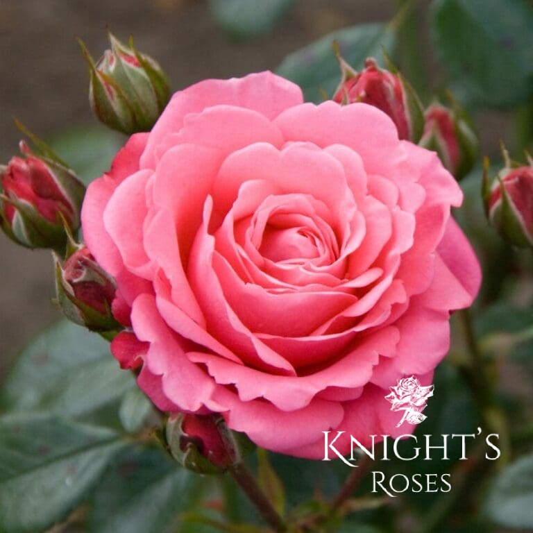 Pink Roses | Knights Roses Australia - Buy A Rose Bush Online