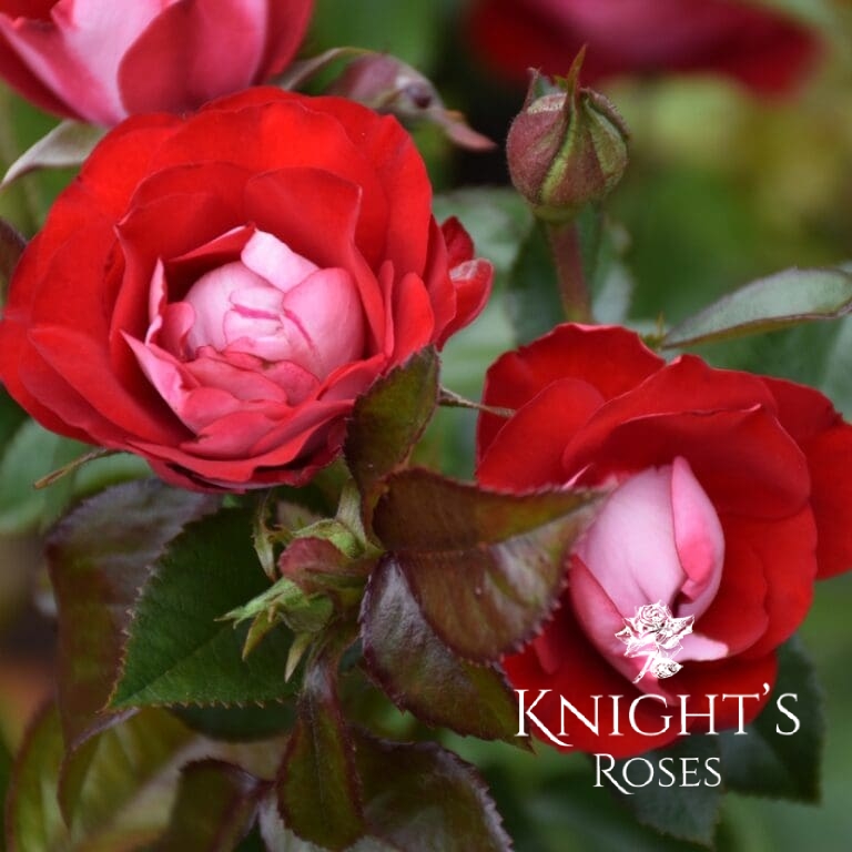 Kissing Ayoba - BUY THIS ROSE ONLINE - Knight's Roses Australia