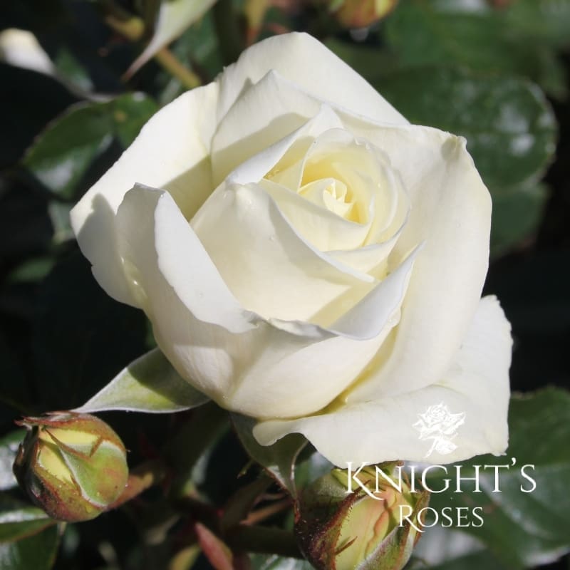 White Knight Hybrid Tea Rose Hybrid Tea Roses White