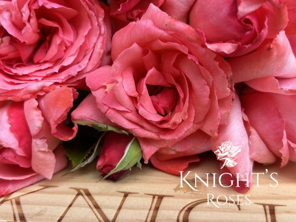 Freindship Roses Friendship - BUY THIS ROSE ONLINE - Knight's Roses Australia