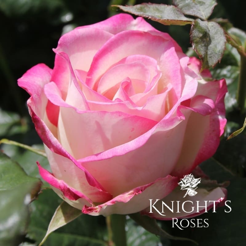 Aus Roses The Sisters Rose ™ - BUY THIS ROSE ONLINE - Knight's Roses Australia