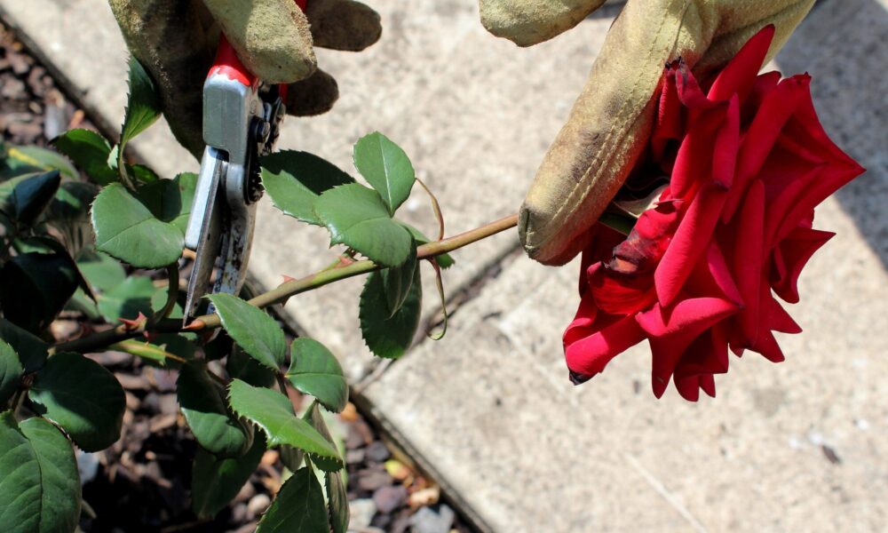 Deadhead rose to 2nd five-leaflet Deadhead to the second five-leaflet