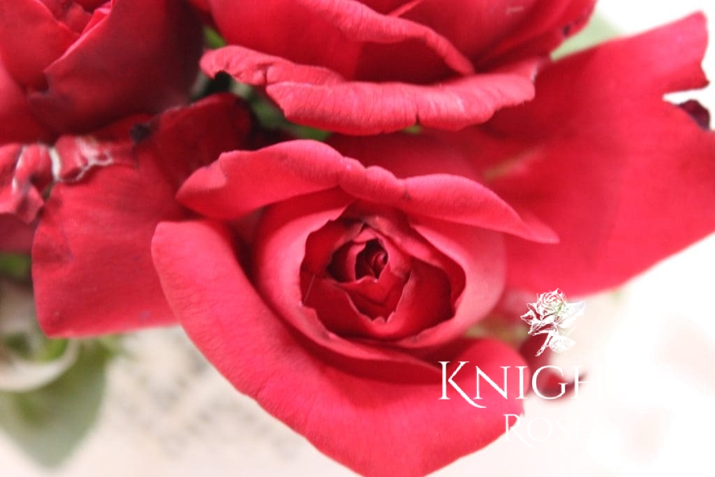 Knetucky Roses Kentucky Derby - BUY THIS ROSE ONLINE - Knight's Roses Australia