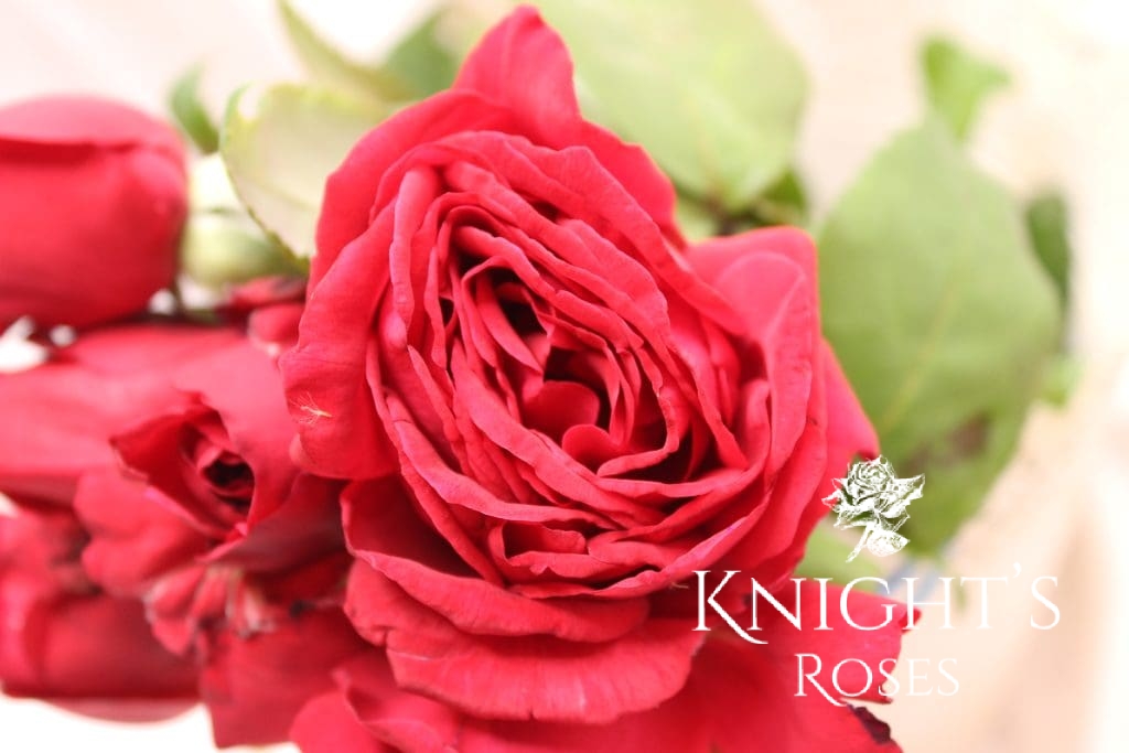 Knetucky Roses Kentucky Derby - BUY THIS ROSE ONLINE - Knight's Roses Australia