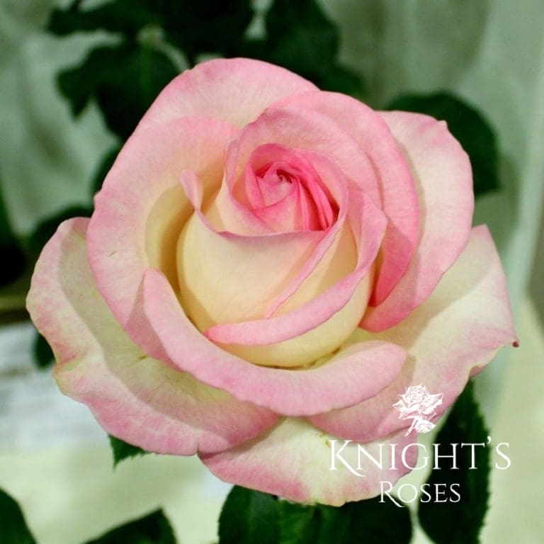 Moonstone BUY THIS ROSE ONLINE Knight's Roses Australia