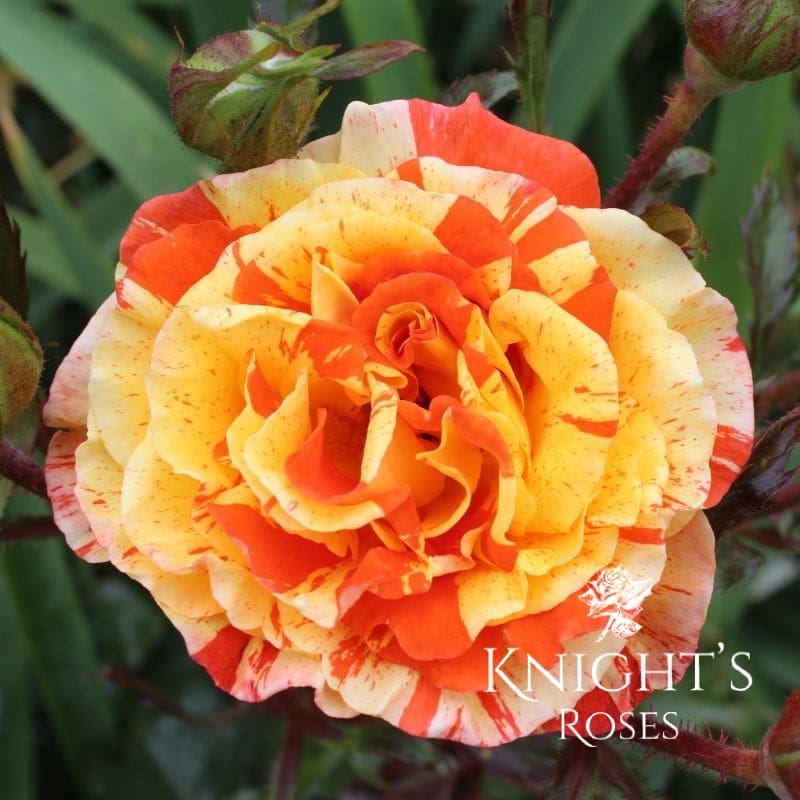 Lemon Roses Images Oranges and Lemons - BUY THIS ROSE ONLINE - Knight's Roses Australia