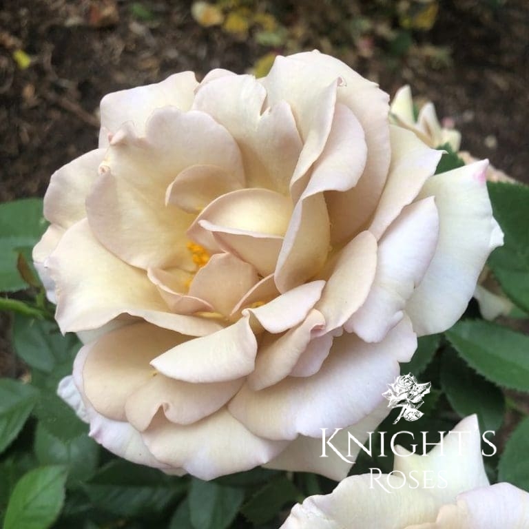 Vintage - BUY THIS ROSE ONLINE - Knight's Roses Australia
