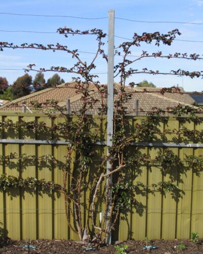 Handel climber Climbing rose trained on wire trellis