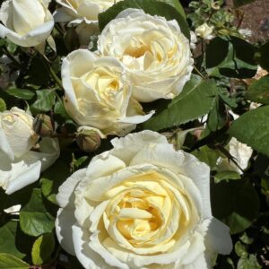 The Sacrament Rose 2 The Sacrament Rose 2