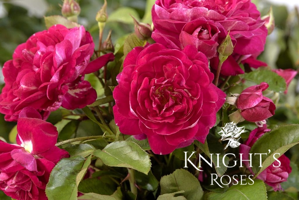 Silver Flash BUY THIS ROSE ONLINE Knight's Roses Australia
