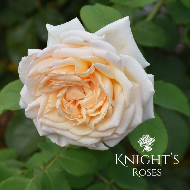 Lionheart - BUY THIS ROSE ONLINE - Knight's Roses Australia
