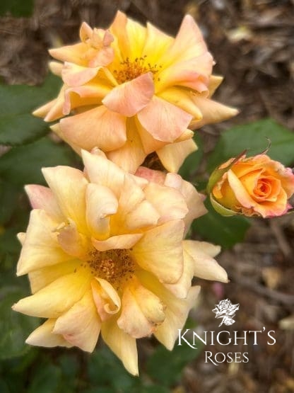 Our Golden Anniversary - Image 4
