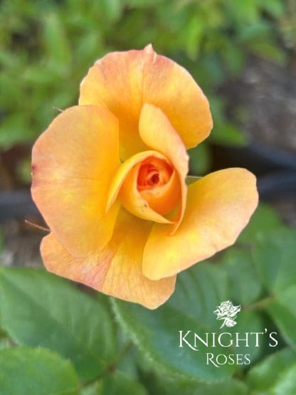Our Golden Anniversary - Image 3