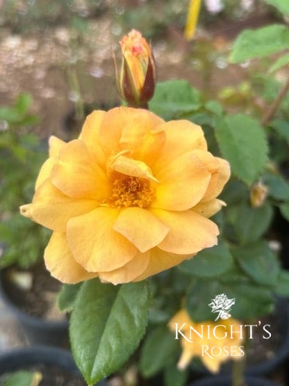 Our Golden Anniversary - Image 5