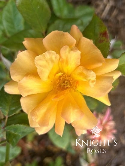 Our Golden Anniversary - Image 2