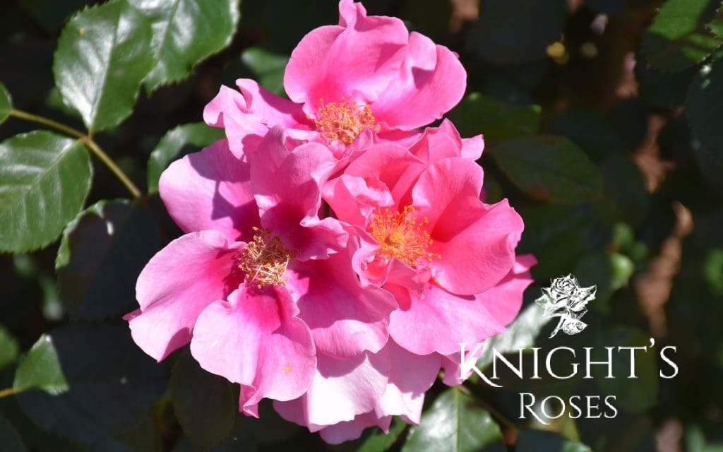 SEE YOU® In Pink - BUY THIS ROSE ONLINE - Knight's Roses Australia