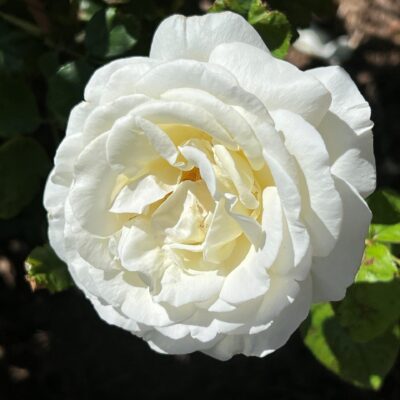The Sacrament Rose single bloom