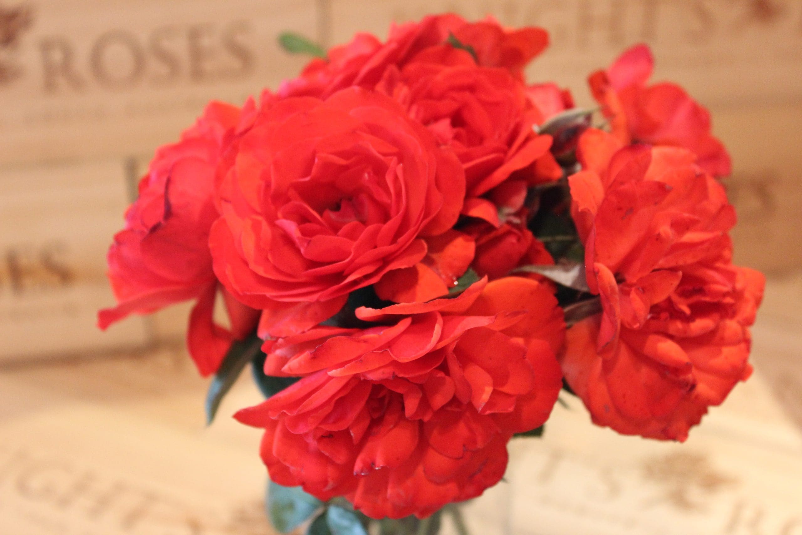 Warrior - BUY THIS ROSE ONLINE - Knight's Roses Australia