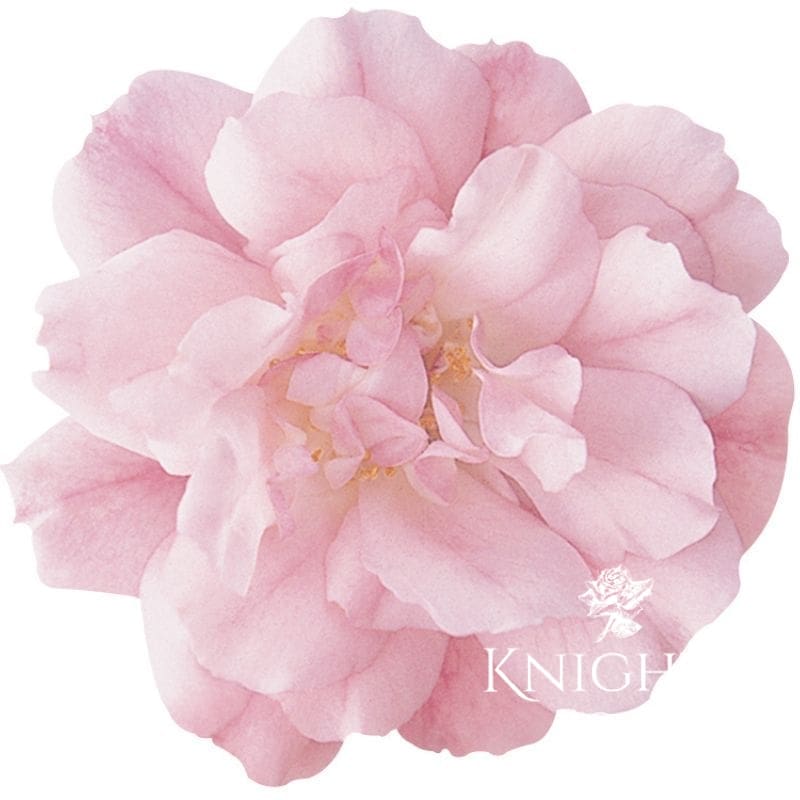 Flower Carpet Appleblossom - Image 2