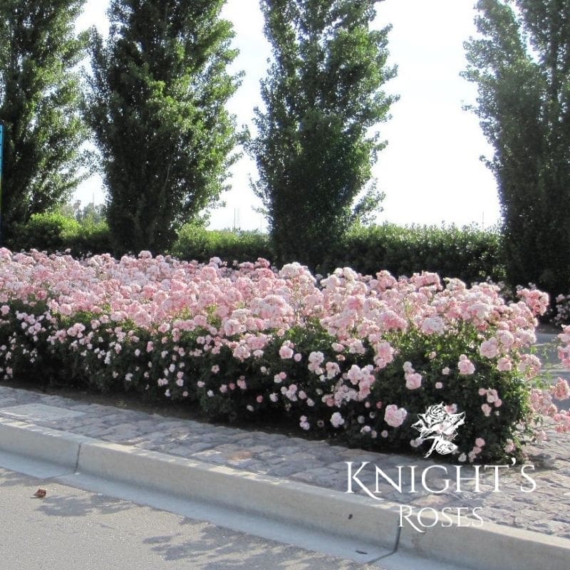 Flower Carpet Appleblossom - Image 3