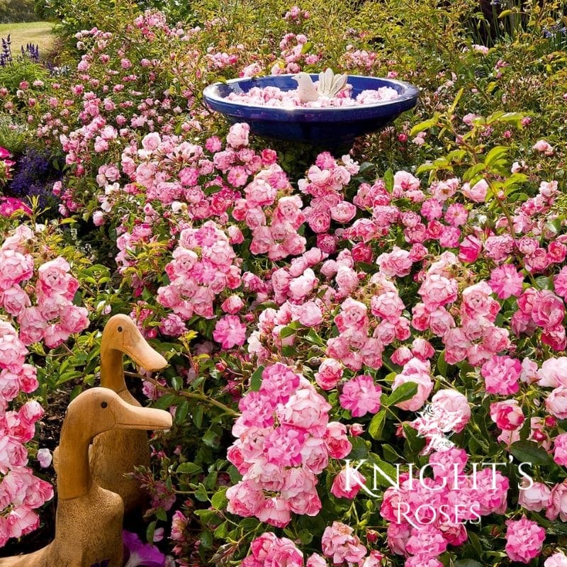 Flower Carpet Pink Splash - Image 3