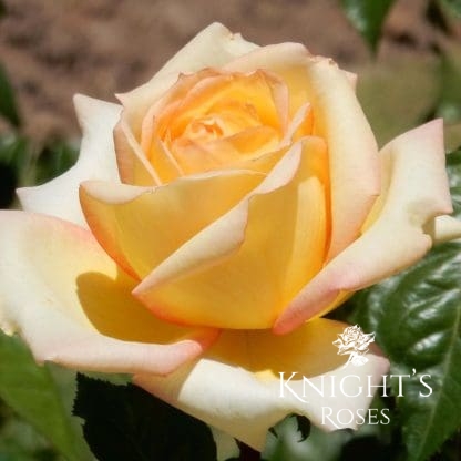 Courtney's Rose - Image 2