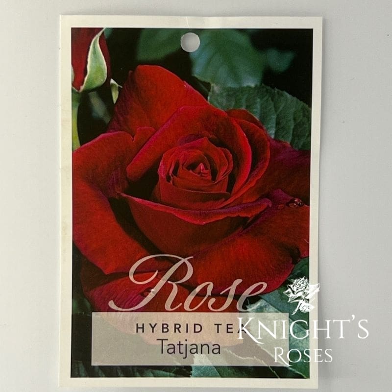 Tatjana - Image 2