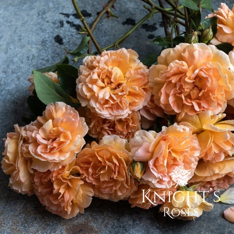 Dame Judi Dench - Image 3
