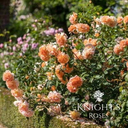 Dame Judi Dench - Image 4