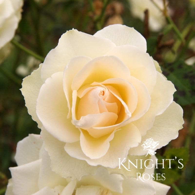 Our Vanilla - BUY THIS ROSE ONLINE - Knight's Roses Australia