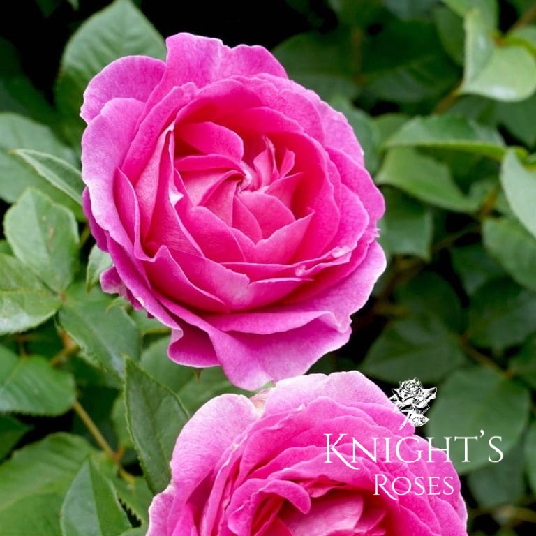 Raspberry Cane Roses Raspberry Cupcake - BUY THIS ROSE ONLINE - Knight's Roses Australia