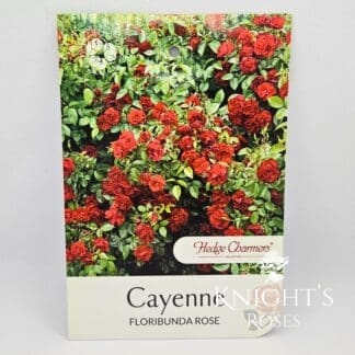 Cayenne