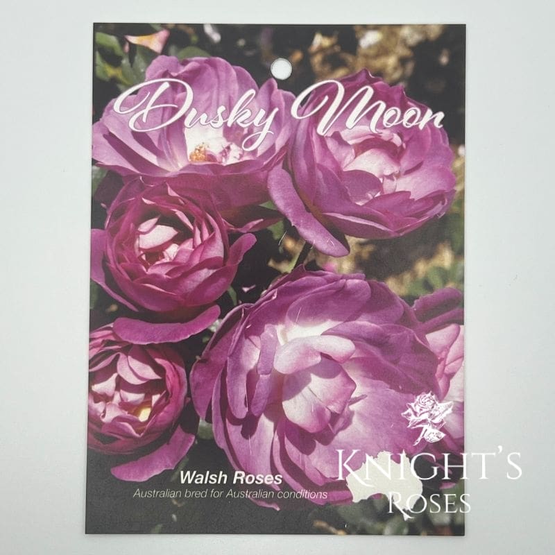 Dusky Moon - Image 2