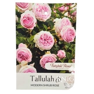 Tallulah