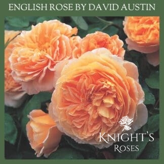 Crown Princess Margareta