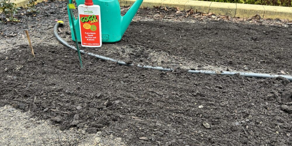 Neutrog GoGo Juice On New Rose Beds