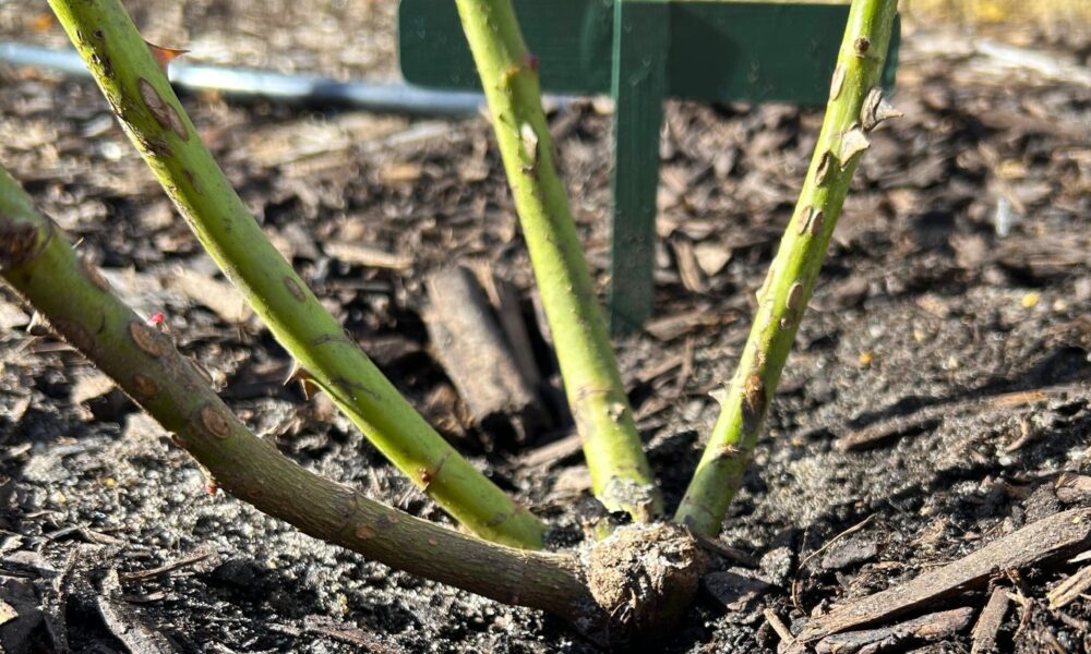 New Bare Root Rose Planted To The Correct Level