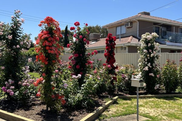 Pillar Roses Spring Flush Pillar Roses Spring Flush