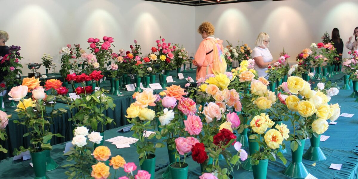RSSA Rose Show Photo Melanie Trimper