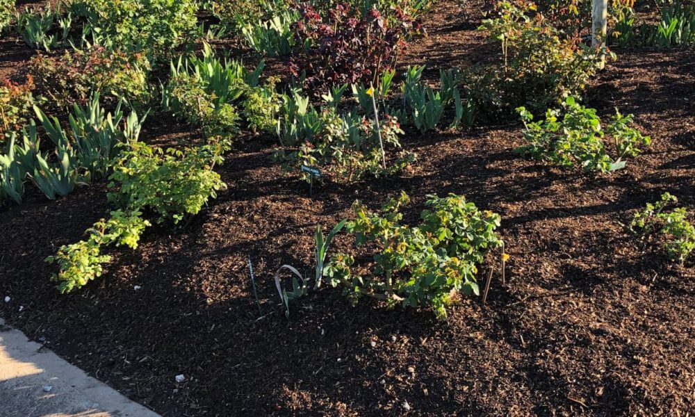 Freshly Applied Neutrog Whoflungdung Mulch - Over The Garden Bed And Watered In